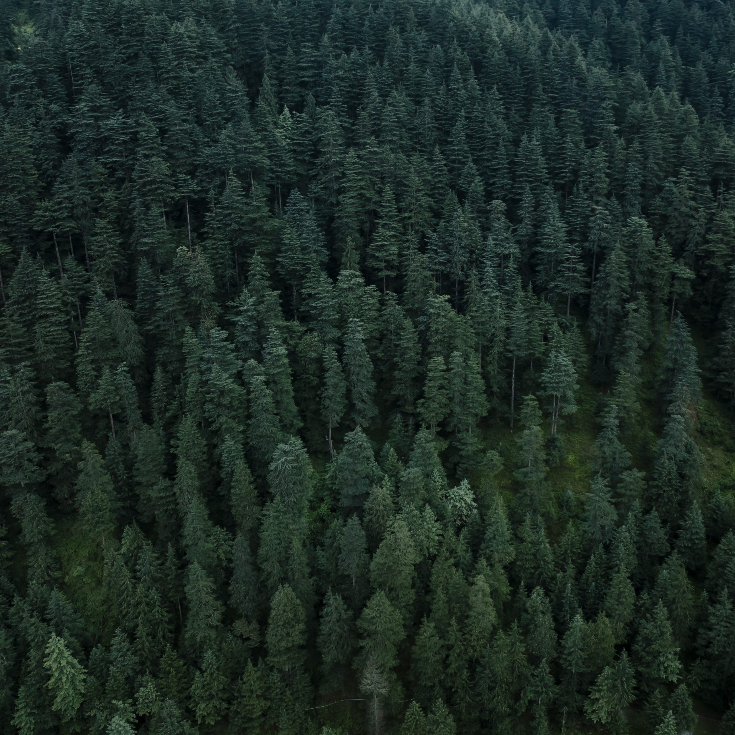 6Day Shimla - Kufri - Shimla